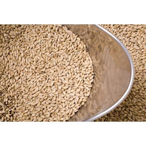 Gandum extract